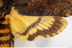Arm Moth